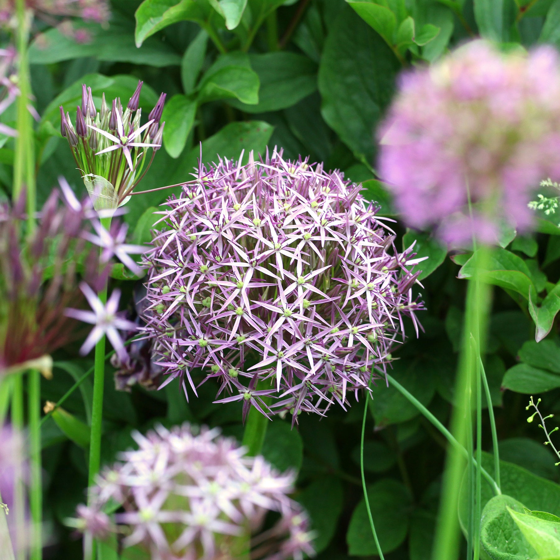Allium christophii - 10 Alliums Christophii - Allium