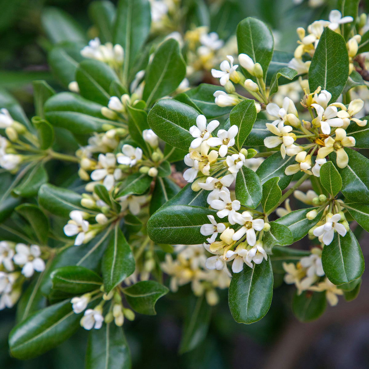Pittosporum tobira - Pittosporum tobira - Willemse