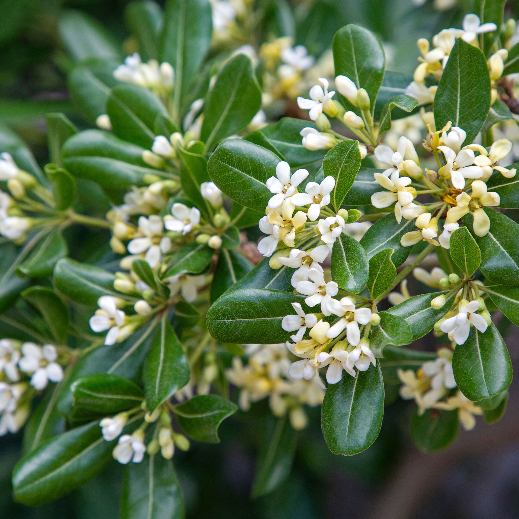 Pittosporum tobira - Pittosporum tobira - Willemse
