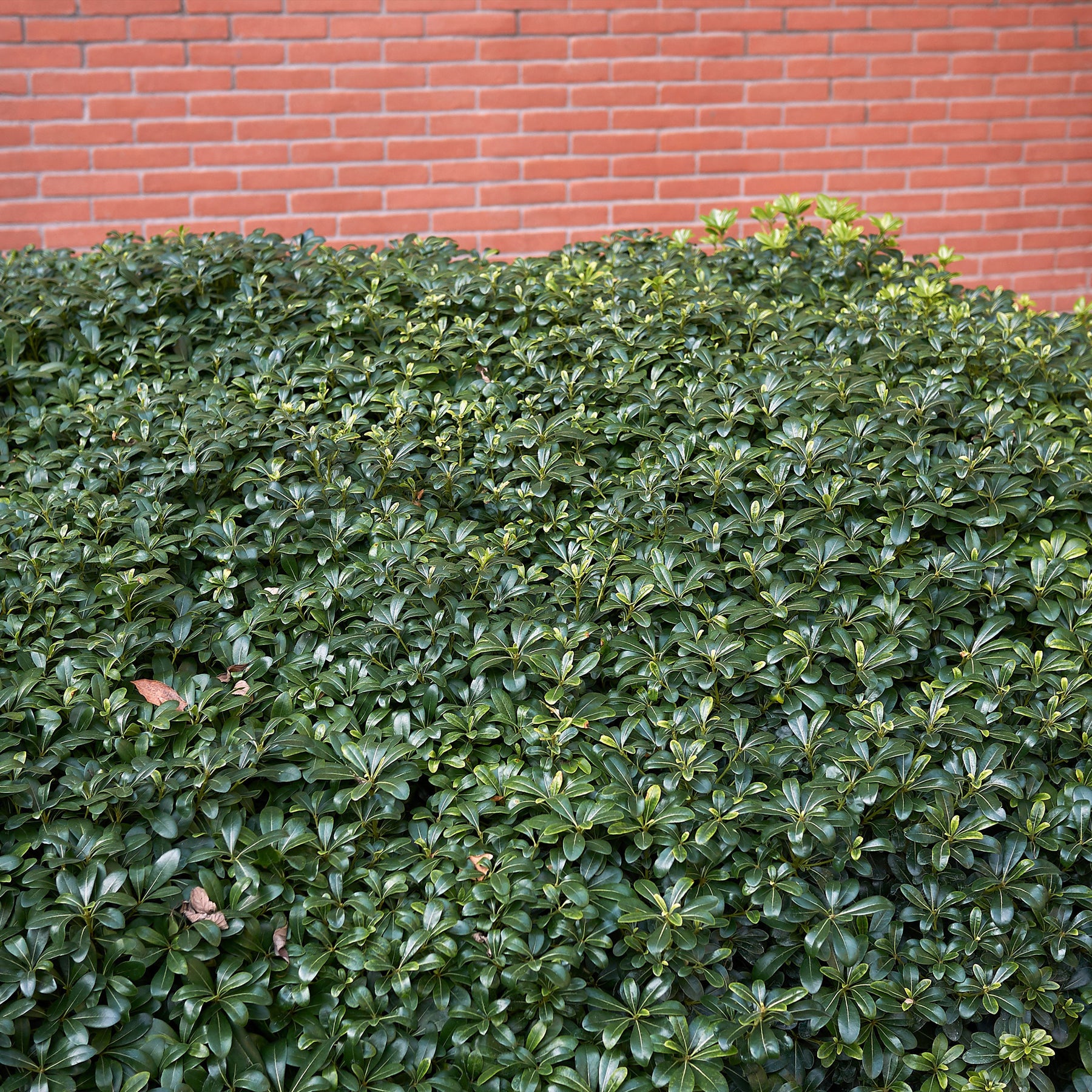 Vente Pittosporum tobira - Pittosporums