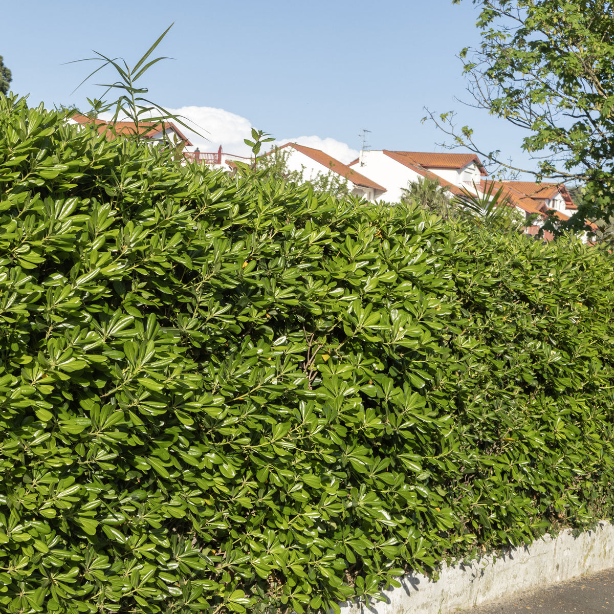 Pittosporum tobira - Pittosporum tobira - Willemse