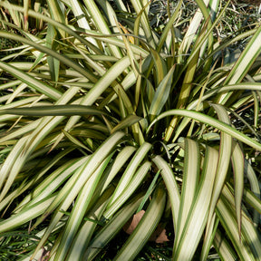 Lin de Nouvelle-Zélande tricolore - Phormium tricolor - Plantes
