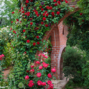 Rosa sympathie® - Rosier grimpant Sympathie® - Rosiers grimpants