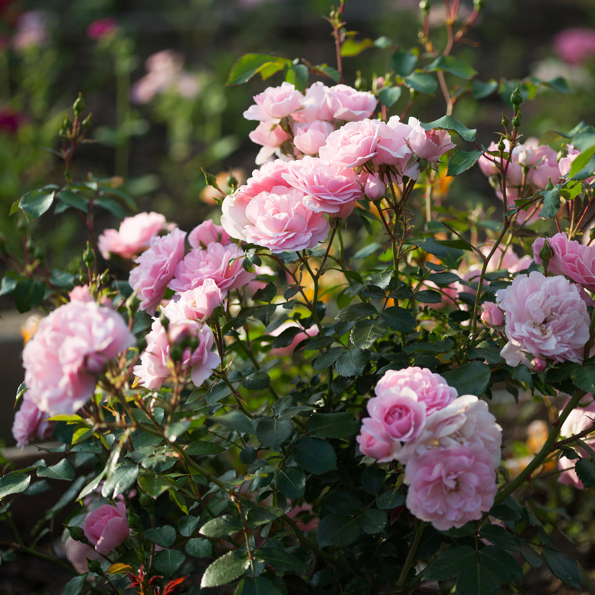 Rosier Bonica 82® - Willemse