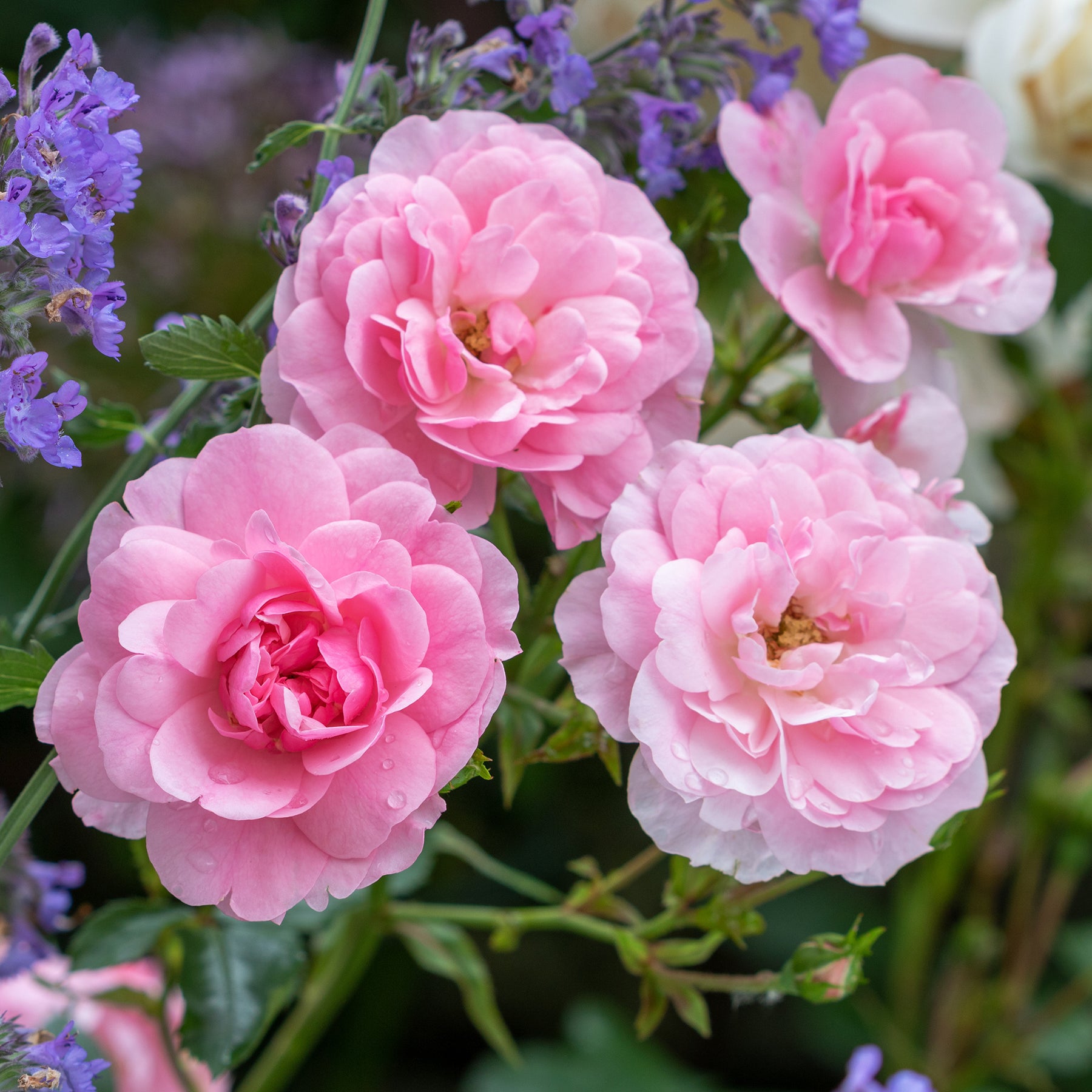 Rosiers à fleurs groupées polyantha - Rosier Bonica 82® - Rosa Bonica 82 ®