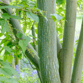 Acer davidii - Erable du père David - Erable