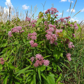 3 Asclépiades incarnata - Asclepias incarnata - Willemse