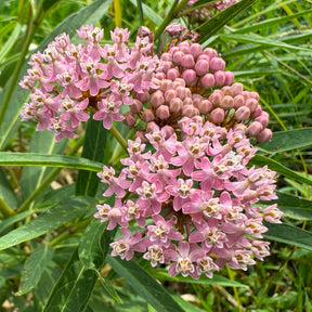 Asclepias incarnata - 3 Asclépiades incarnata - Asclépiade