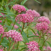 3 Asclépiades incarnata - Willemse