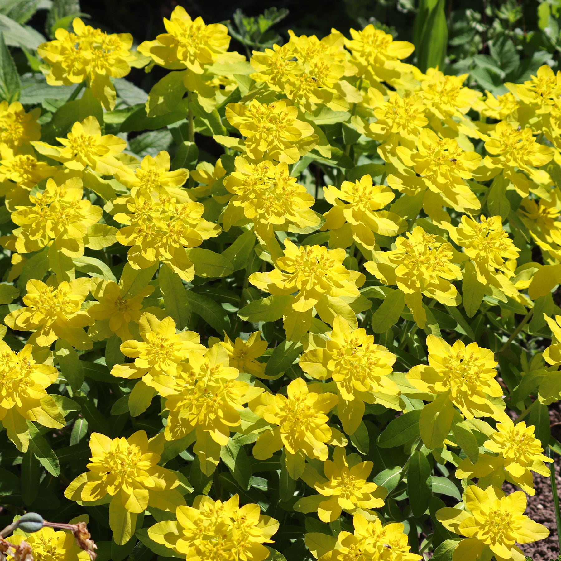 Euphorbe polychrome - Euphorbia polychroma - Willemse