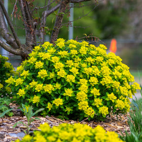 Euphorbia polychroma - Euphorbe polychrome - Euphorbe