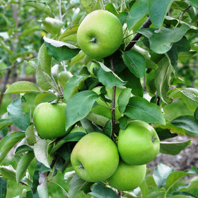 Pommier Granny Smith - Willemse