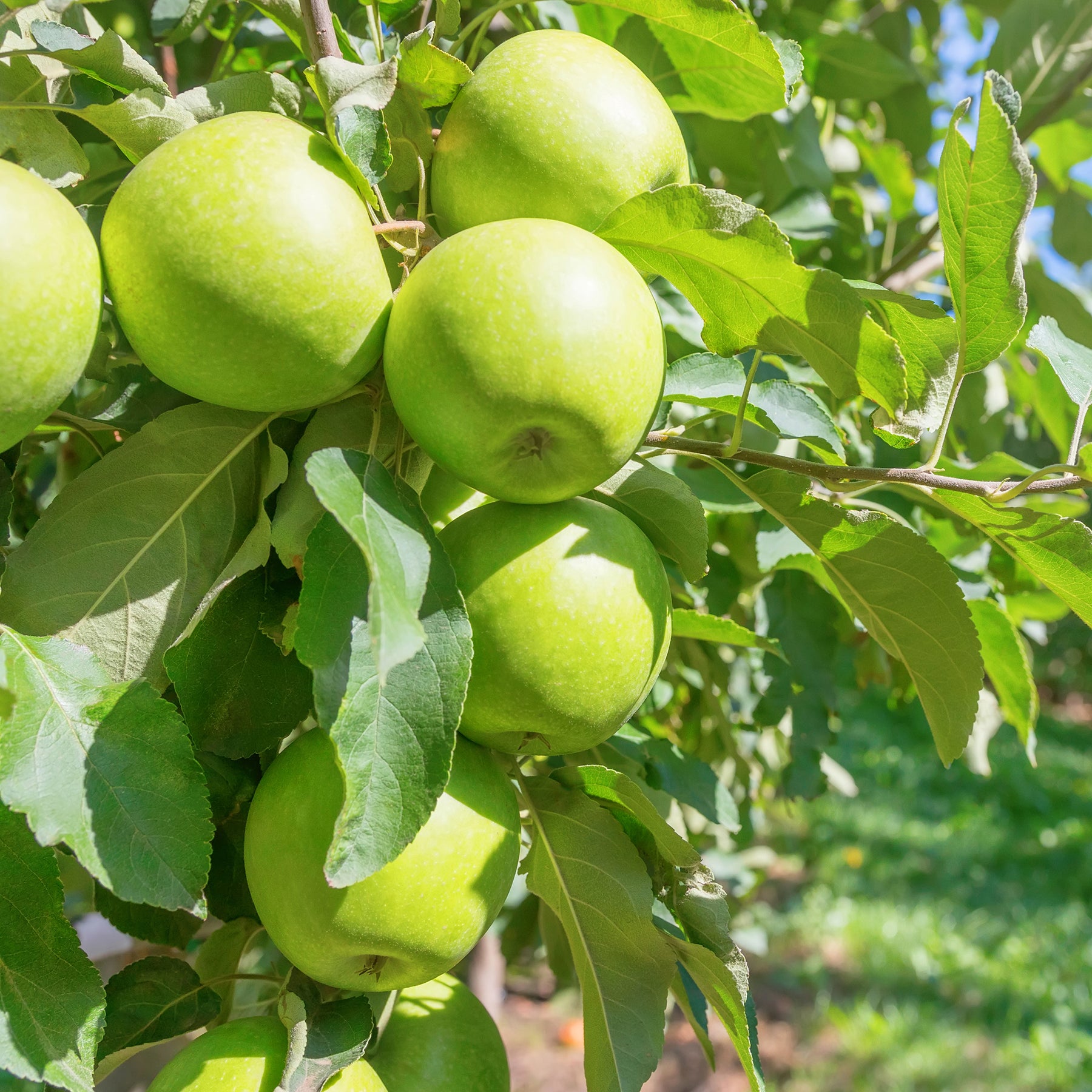 Pommier - Pommier Granny Smith - Malus domestica 'granny smith'