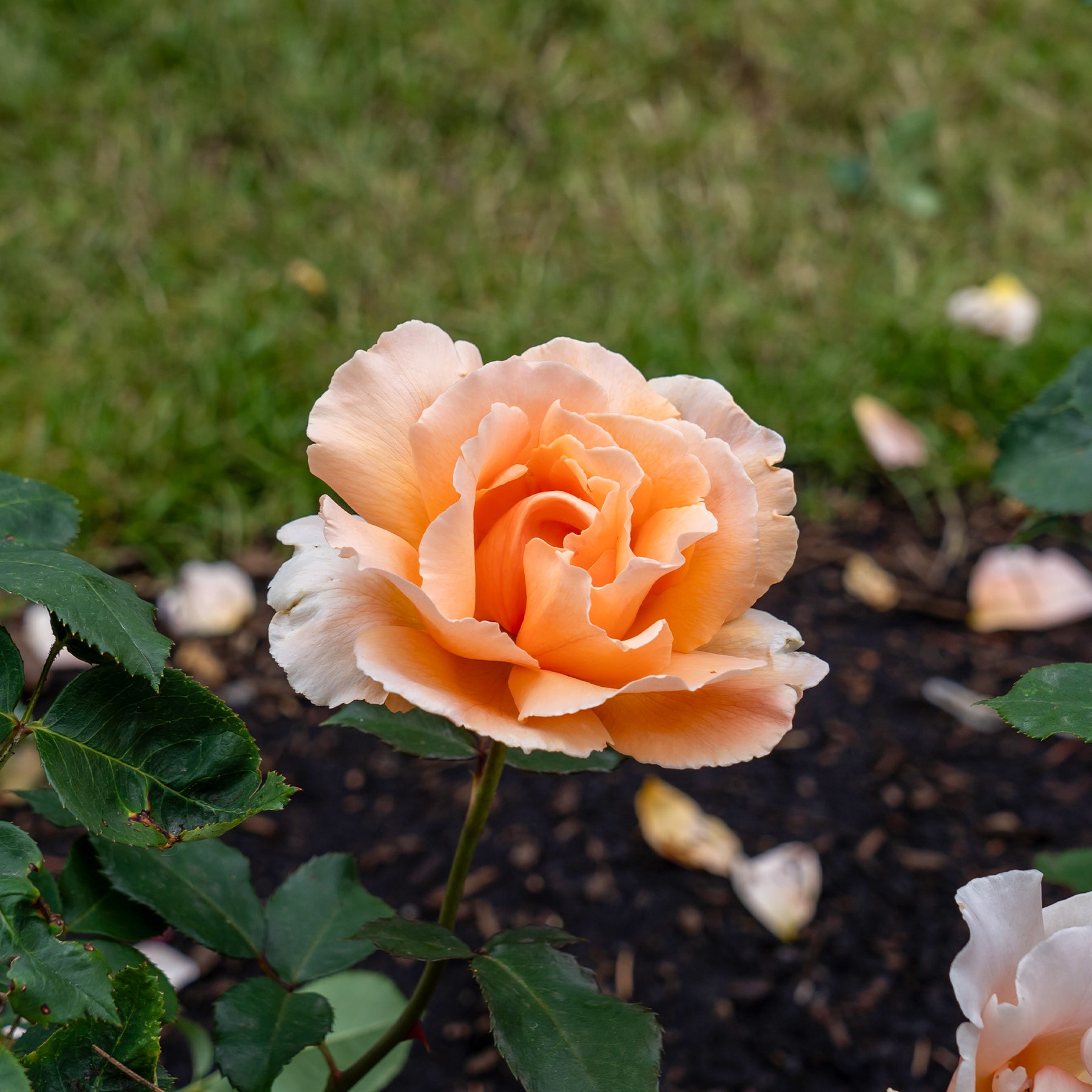 Rosier  Just Joey ® - Rosa just joey ® - Willemse