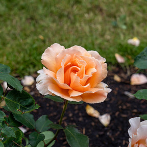 Rosier  Just Joey ® - Rosa just joey ® - Willemse