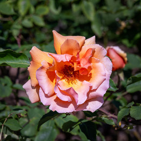 Rosa just joey ® - Rosier  Just Joey ® - Rosiers à grandes fleurs