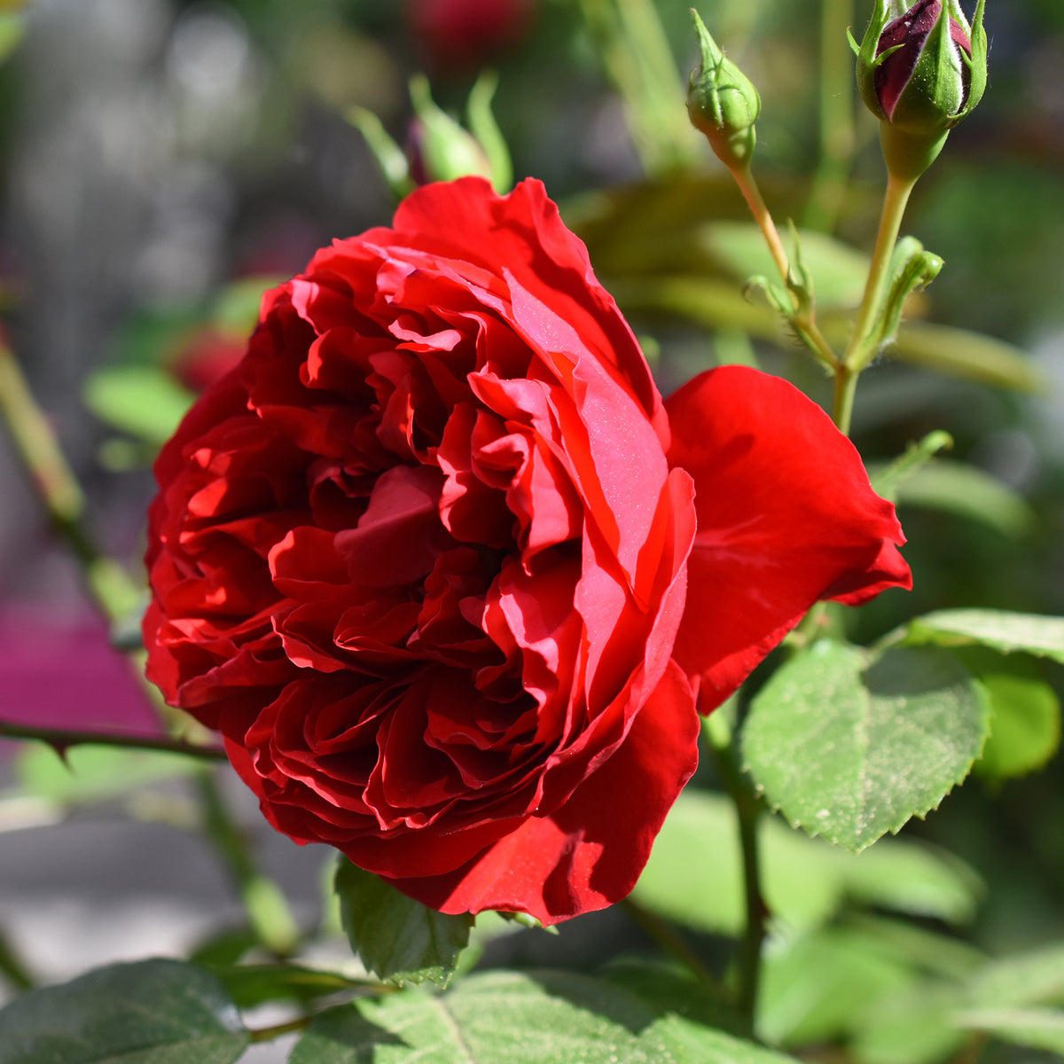 Rosier grimpant Florentina ® - Willemse