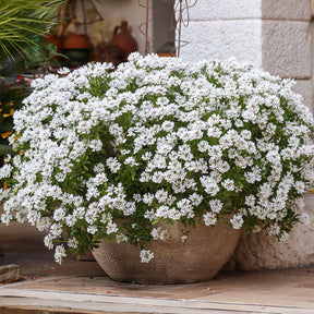 Corbeille d'argent Schneeflocke - Iberis - Iberis sempervirens 'snowflake' - Willemse