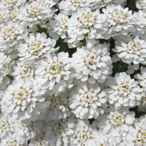 Iberis sempervirens 'snowflake' - Corbeille d'argent Schneeflocke - Iberis - Corbeille d'Argent