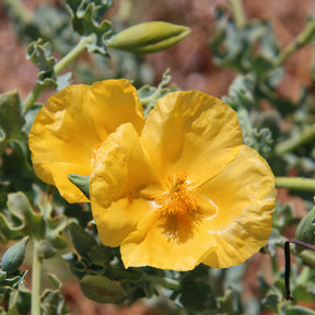 Fleurs vivaces - Glaucium flavum - Glaucium flavum