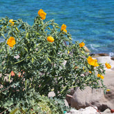 Glaucium flavum - Willemse