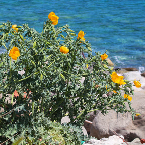 Glaucium flavum - Willemse