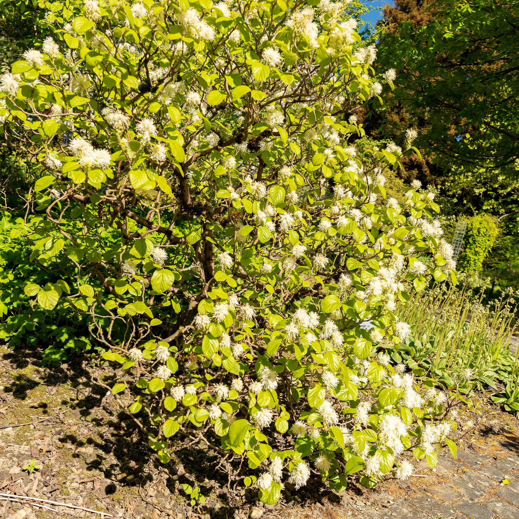 Fothergilla major - Grand fothergille - Arbustes