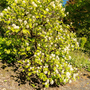 Fothergilla major - Grand fothergille - Arbustes