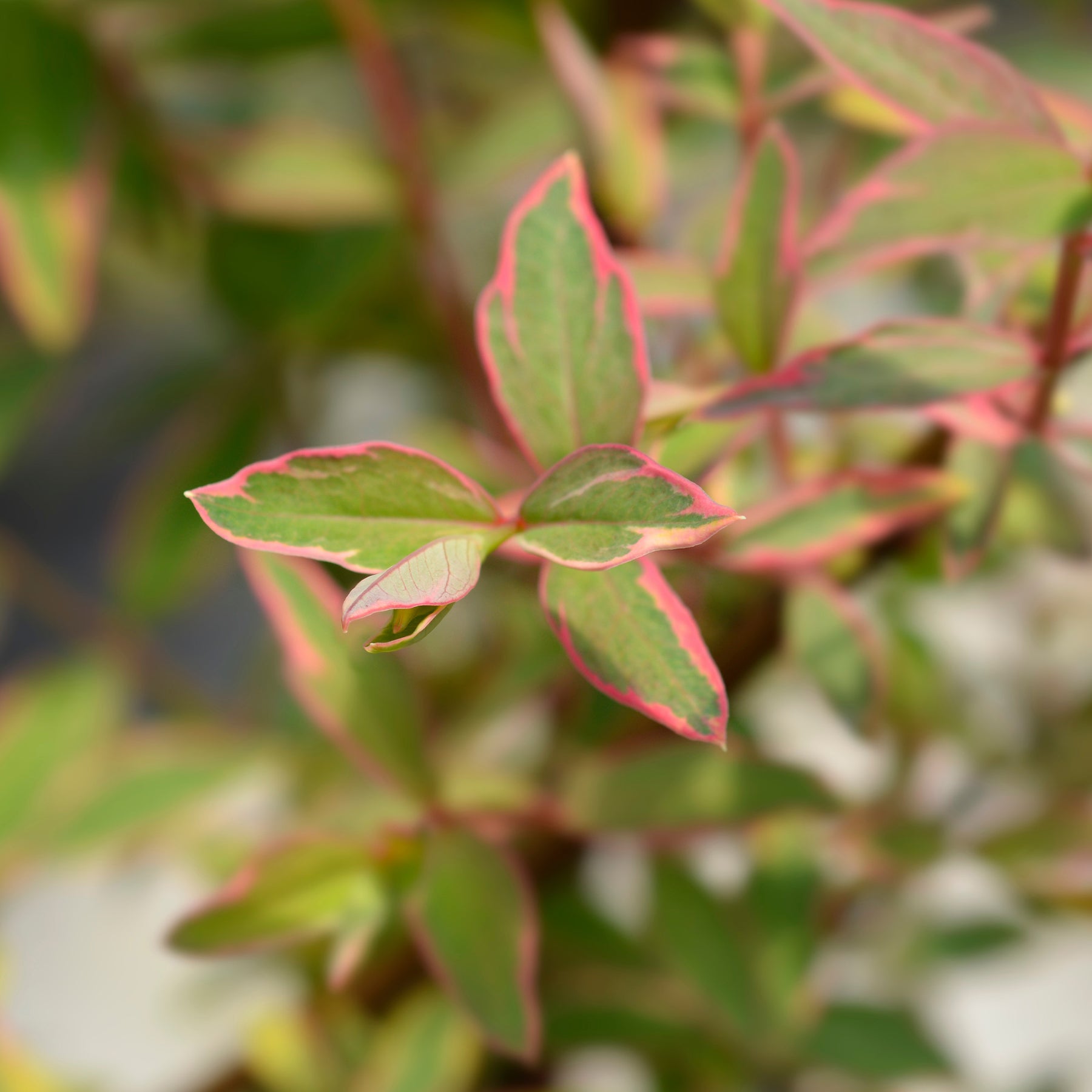 Hypericum x moserianum 'tricolor' - Millepertuis de Moser Tricolor - Millepertuis - Hypericum