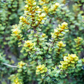 Olearia nummulariifolia - Willemse