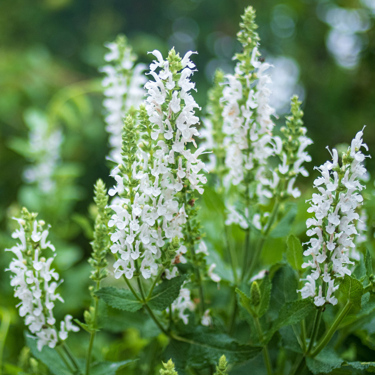 Sauge des bois blanche
