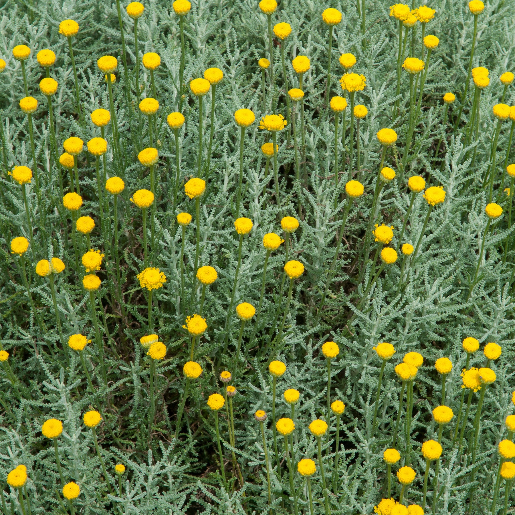 Santoline argentée - Willemse