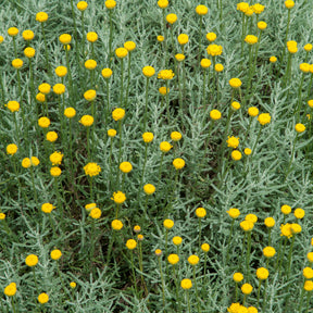 Santoline argentée - Willemse