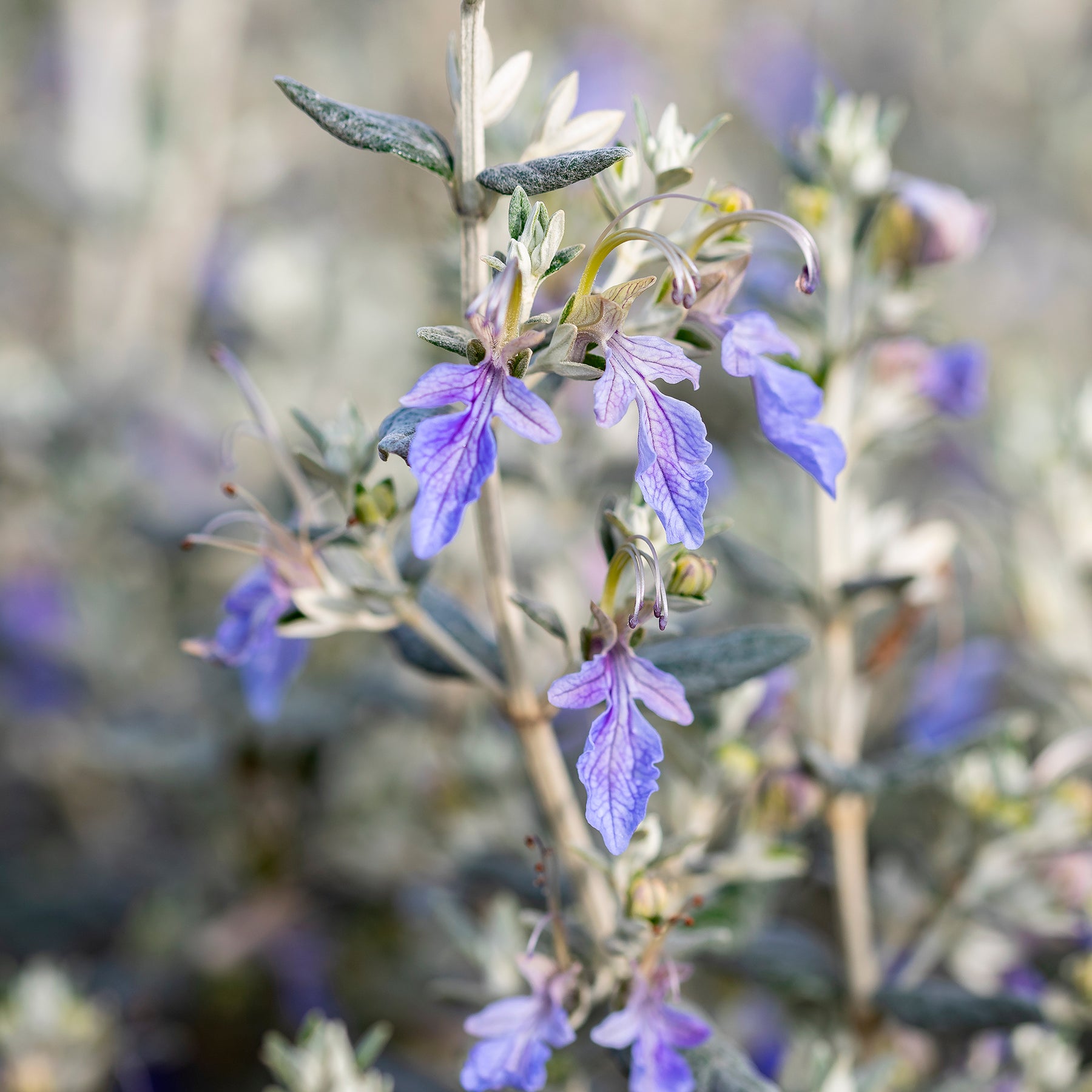 Germandrée arbustive Azureum - Teucrium fruticans 'azureum' - Willemse