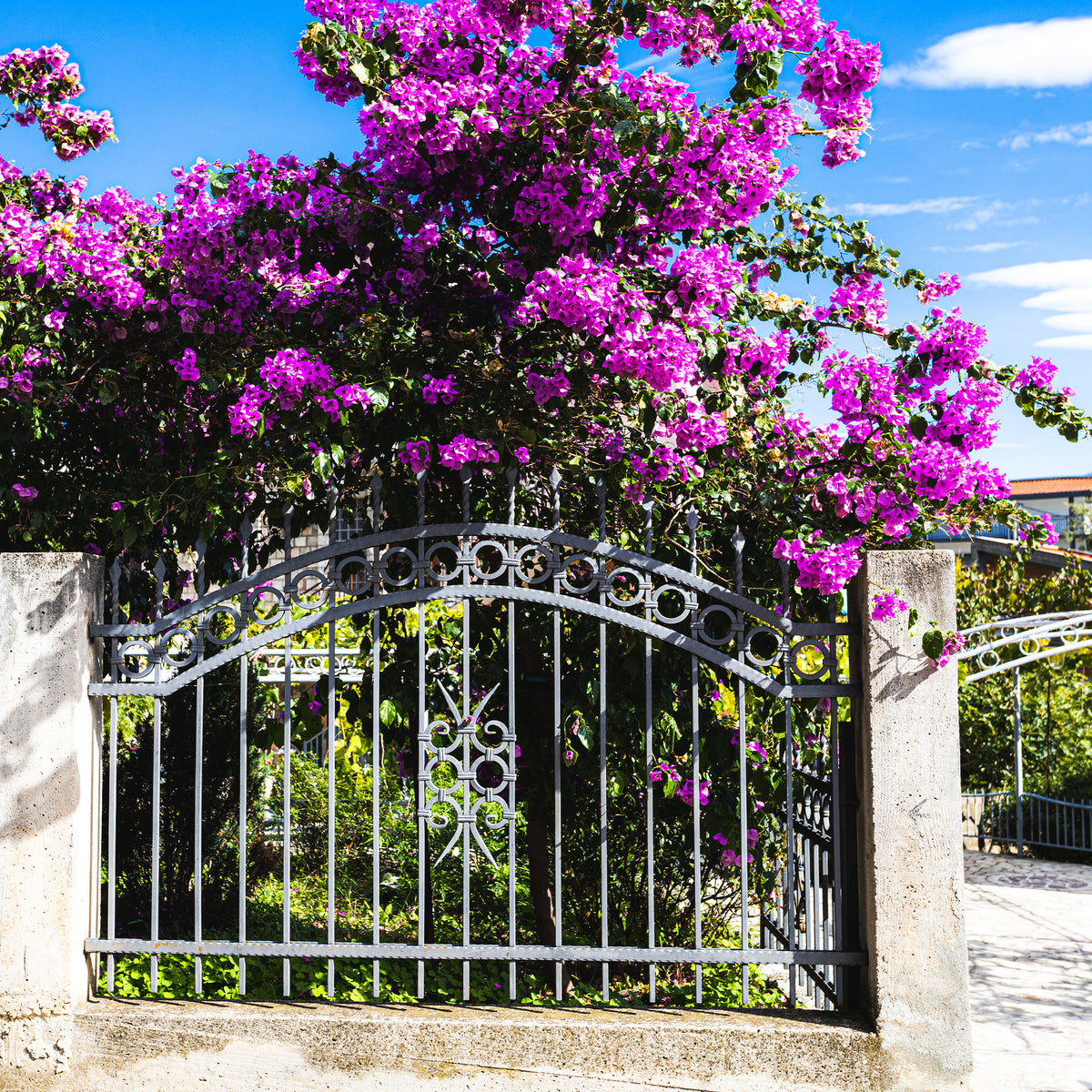 Bougainvillier rustique Violet de Mèze - Willemse
