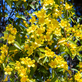 Gelsemium sempervirens - Willemse