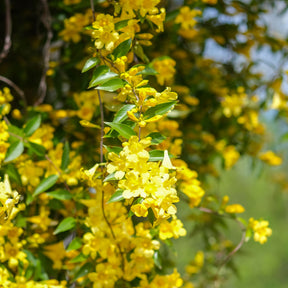 Gelsemium sempervirens - Gelsemium sempervirens - Jasmins