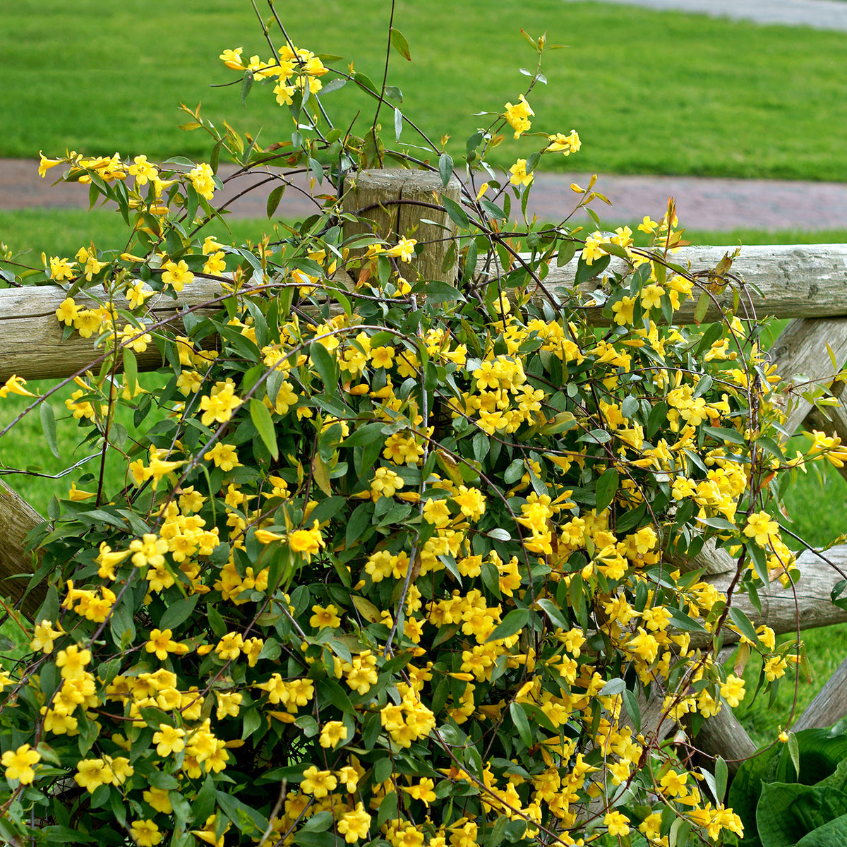 Gelsemium sempervirens - Gelsemium sempervirens - Willemse