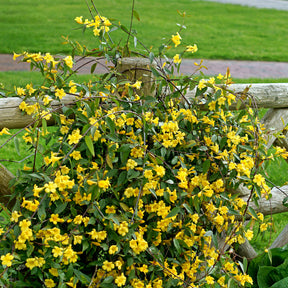 Gelsemium sempervirens - Gelsemium sempervirens - Willemse