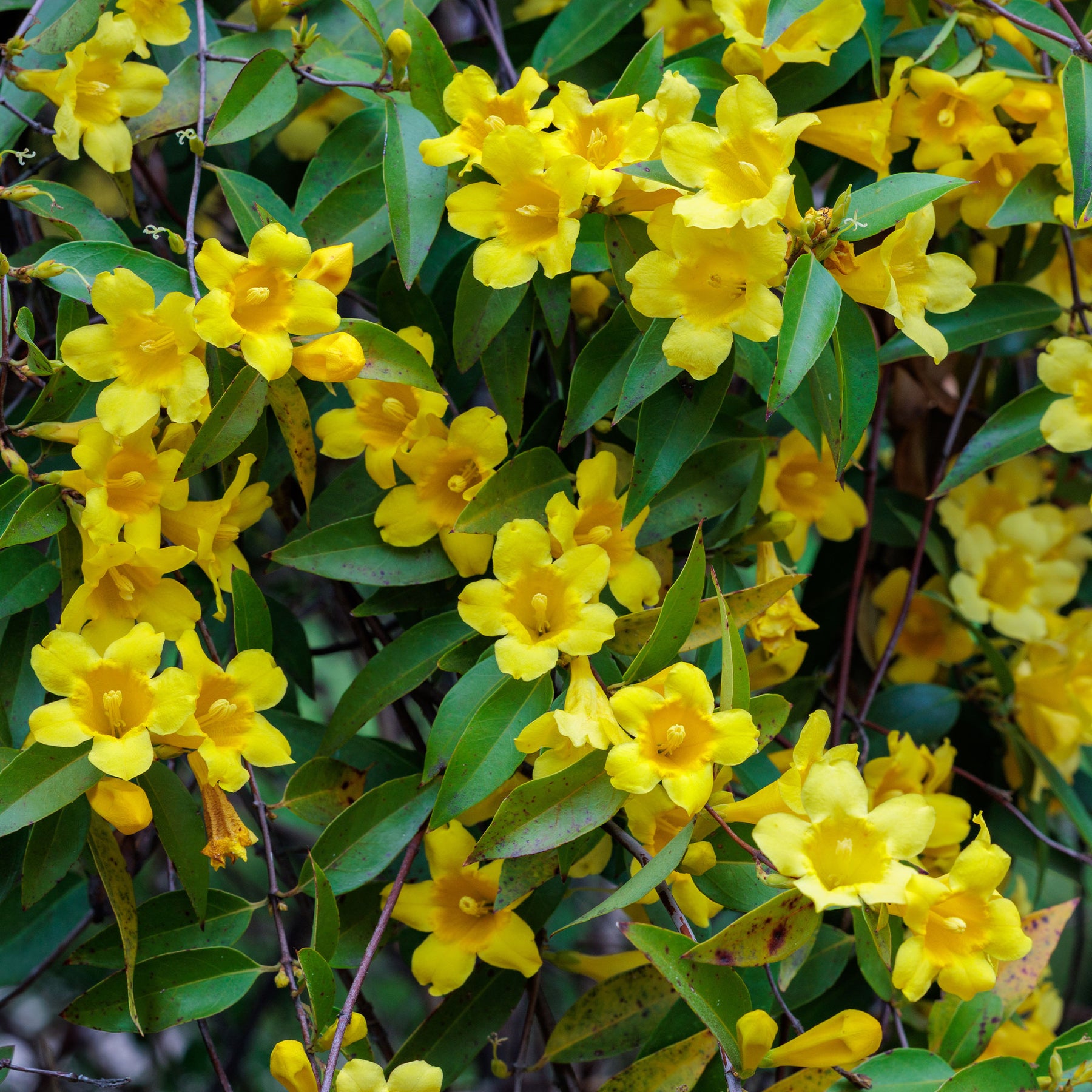 Jasmins - Gelsemium sempervirens - Gelsemium sempervirens