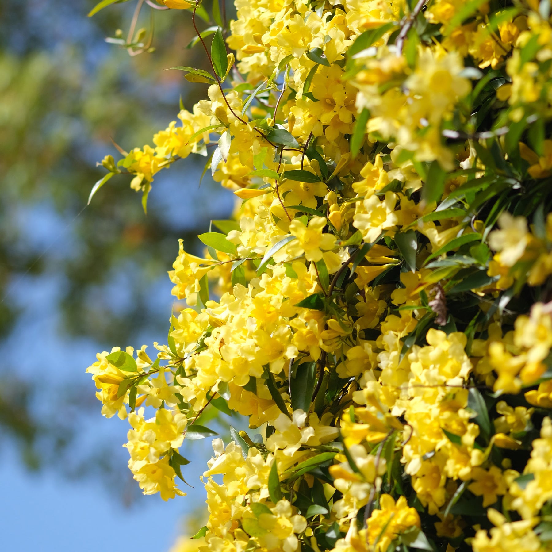 Vente Gelsemium sempervirens - Gelsemium sempervirens