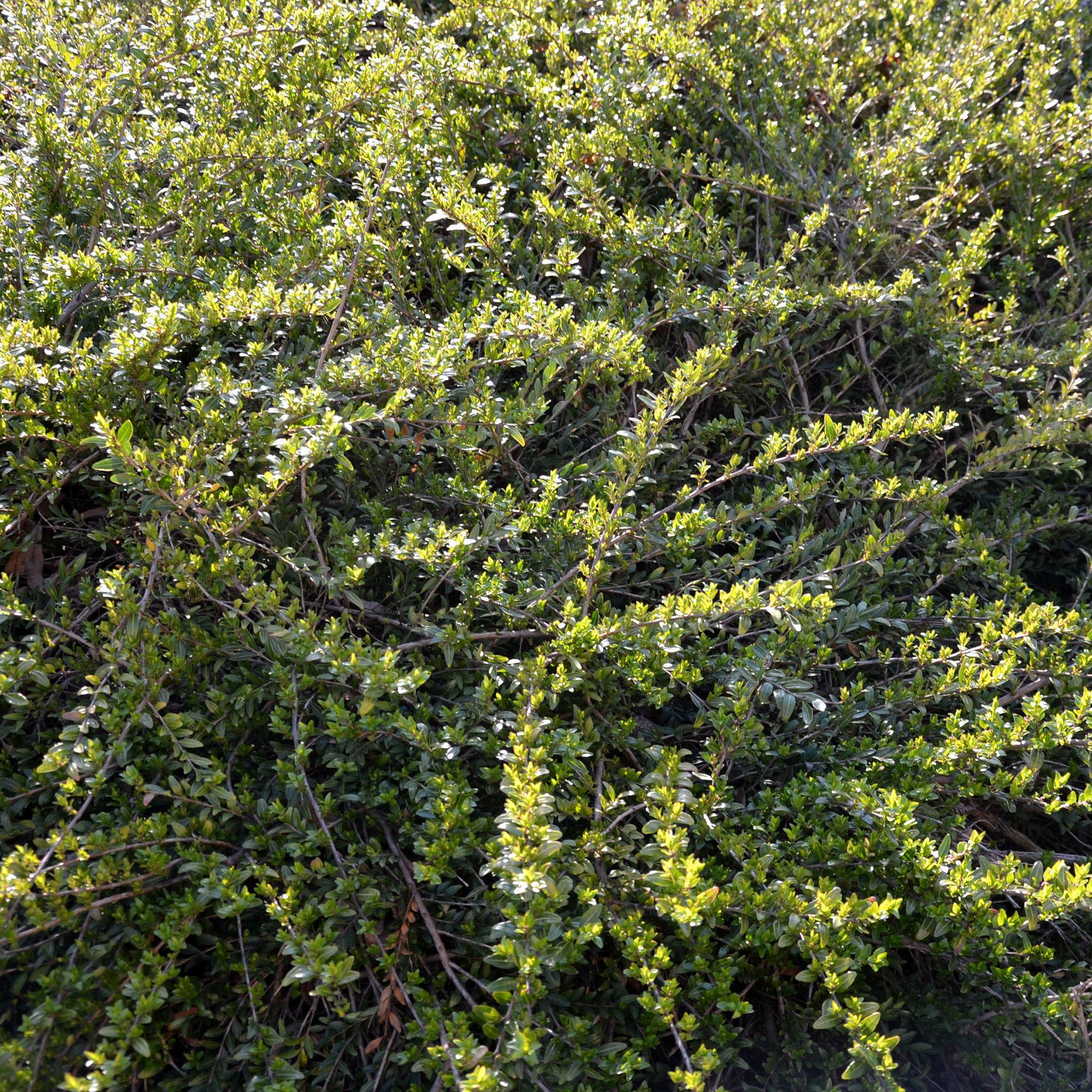 Lonicera pileata 'moss green' - Chèvrefeuille arbustifs MossGreen - Arbustes de haie