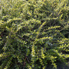 Lonicera pileata 'moss green' - Chèvrefeuille arbustifs MossGreen - Arbustes de haie