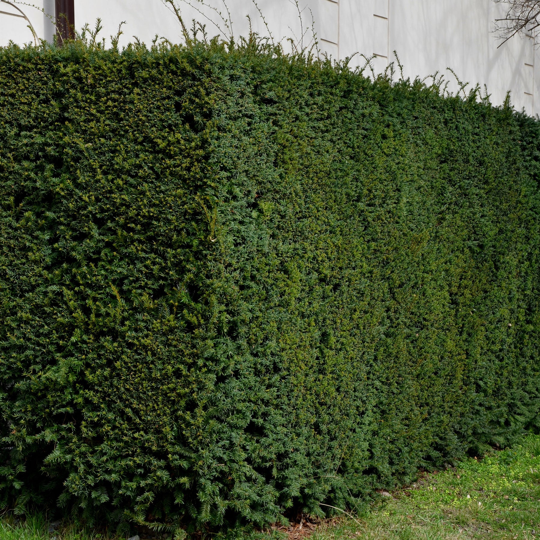Taxus baccata - If commun - Arbustes de haie