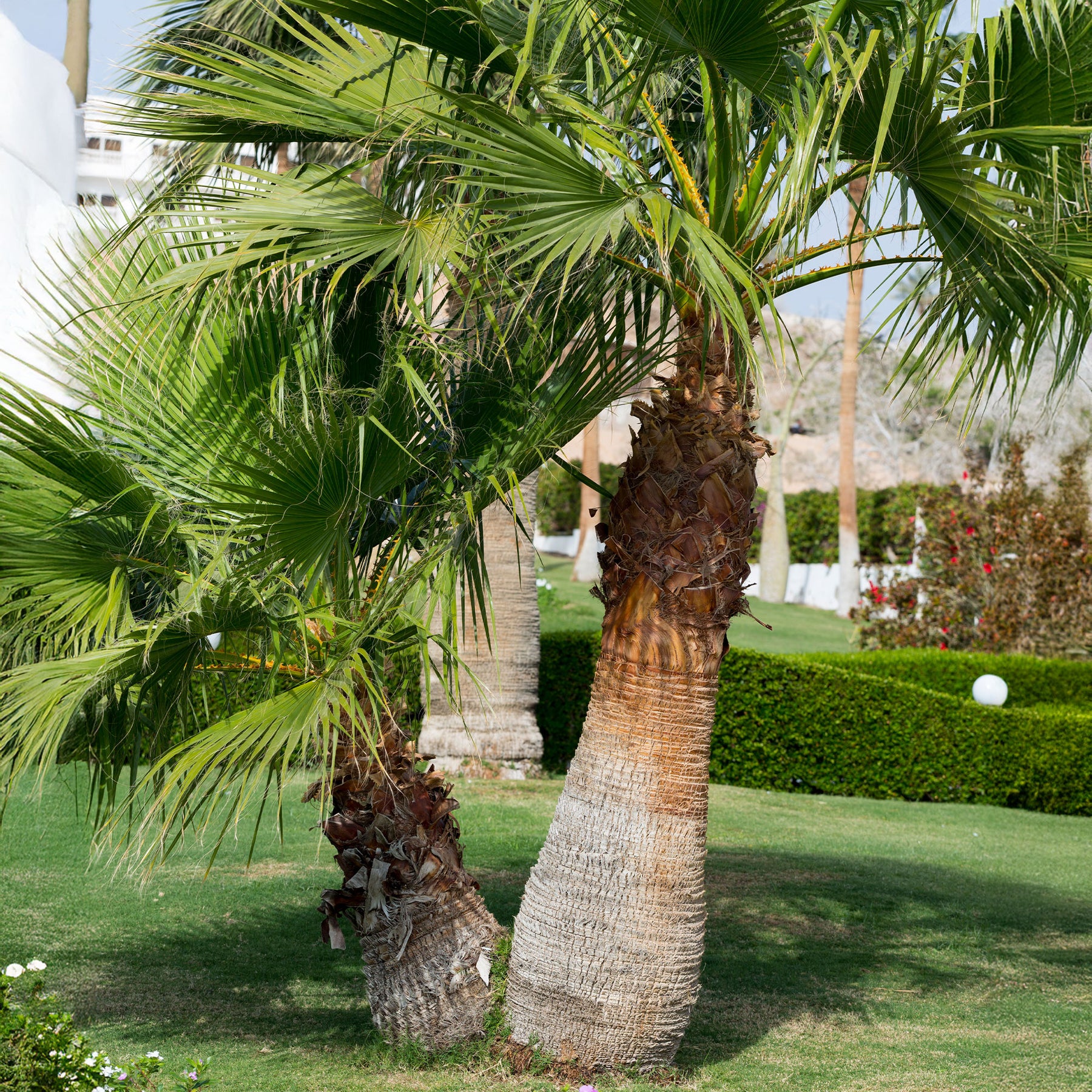Vente Palmier à jupon - Washingtonia filifera
