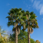 Palmier à jupon du Mexique - Willemse