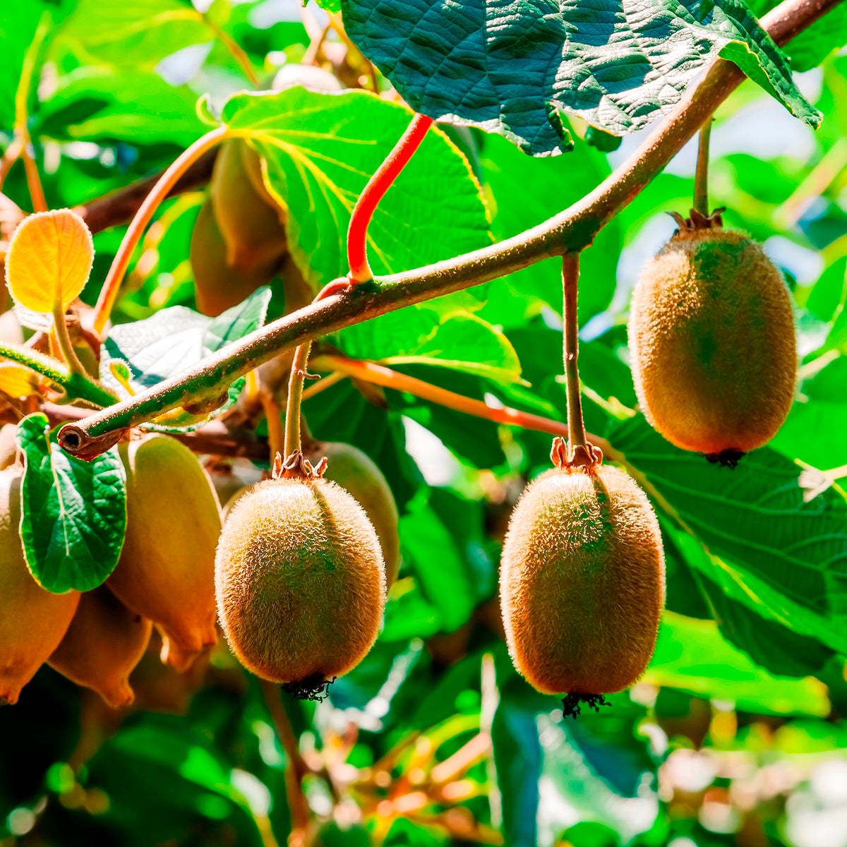 Couples de Kiwis Hayward et mâles