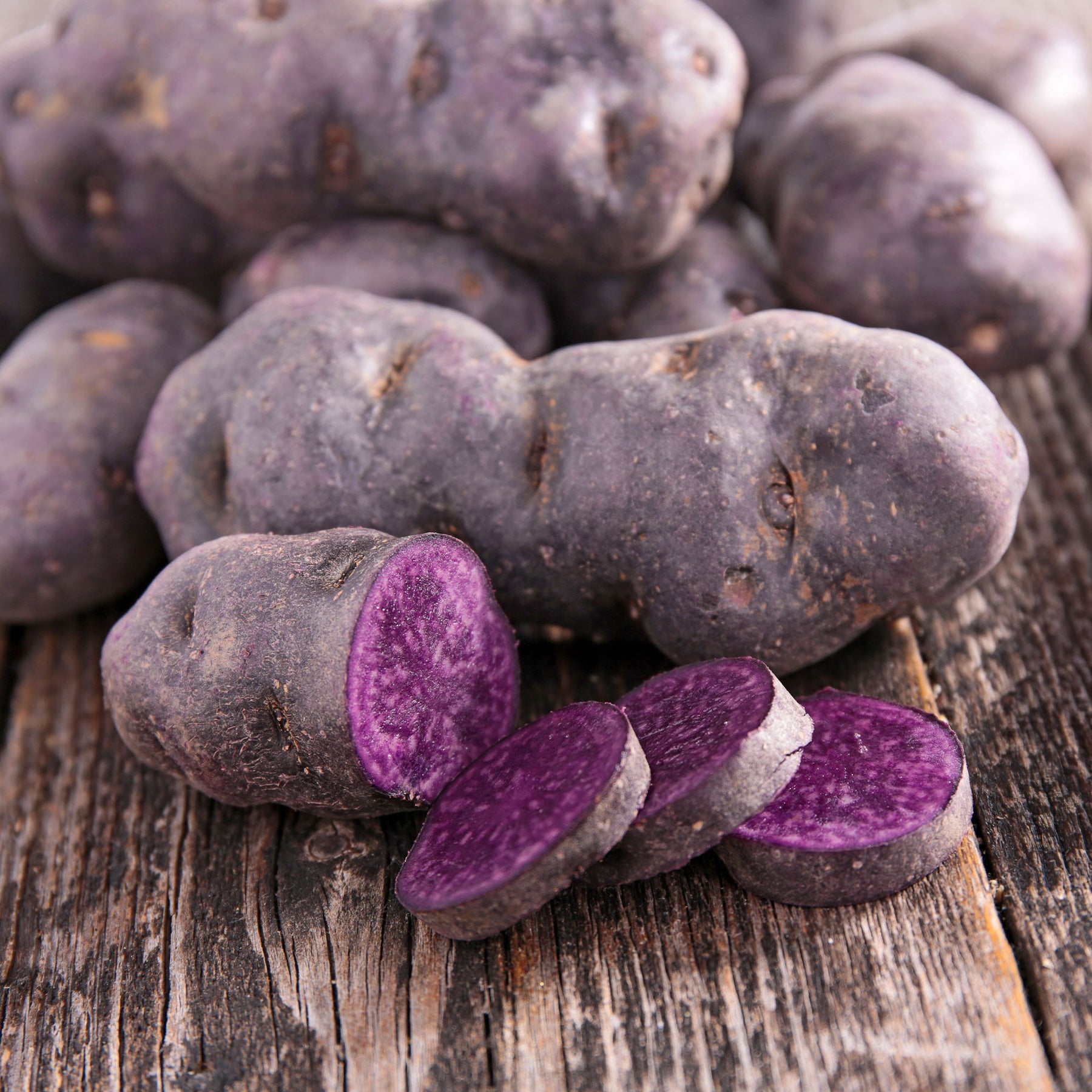 Pommes de terre Ulysse Bio - Solanum tuberosum ulysse - Willemse