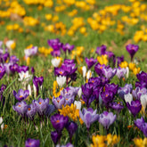 Crocus Mammouth en mélange - Willemse