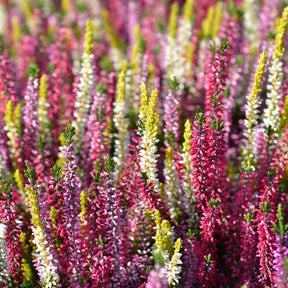 6 Bruyères d'été en mélange - Calluna vulgaris - Willemse